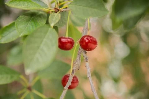 Red wild cherry berries Stock Photos