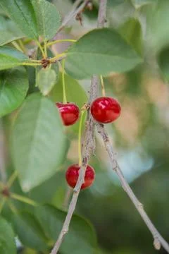 Red wild cherry berries Stock Photos