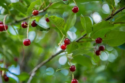 Red wild cherry berries Foto stock
