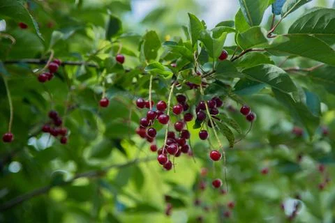Red wild cherry Stock Photos