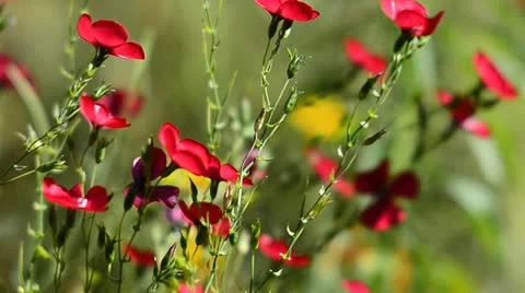 Red Wild flowers Stock Footage 11858613