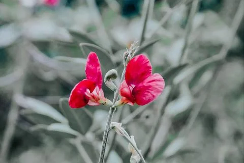 Red wild flowers Stock Photos