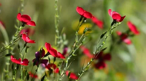 Red wild flowers in the wind Stock Footage 11857341