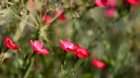 Red Wild Flowers in the wind Stock Footage 11857457