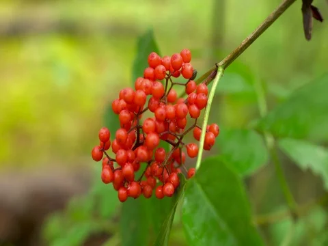 Red wild forest berry Stock Footage 76508362