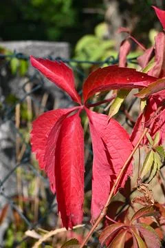 Red wild grape foliage in sunlight Stock Photos