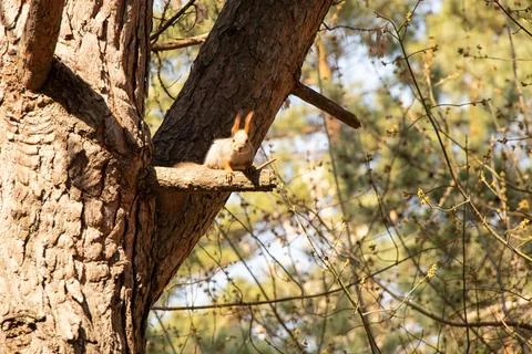 Red wild squirrel in a coniferous forest in Ukraine in the city of Dnepr in t Stock Photos