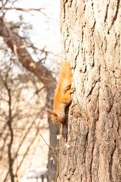 Red wild squirrel in a coniferous forest in Ukraine in the city of Dnepr in.. Stock Photos