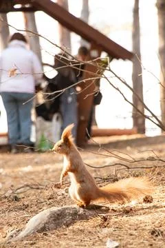 Red wild squirrel in a coniferous forest in Ukraine in the city of Dnepr in.. Stock Photos