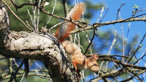 Red wild Squirrel with furry tail jump from tree branch in garden or forest 스톡 동영상 74496411