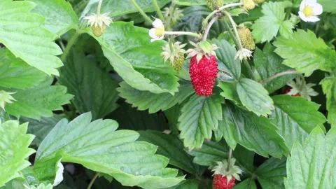 Red wild strawberry. Video stock 247017403