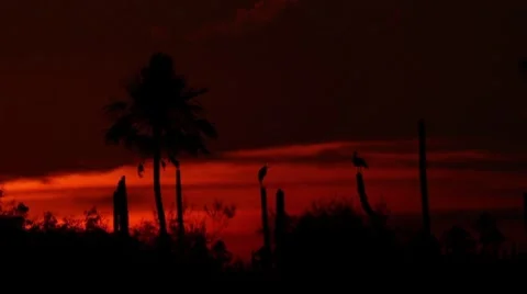 Red wild sunset Stock-Footage 7749702