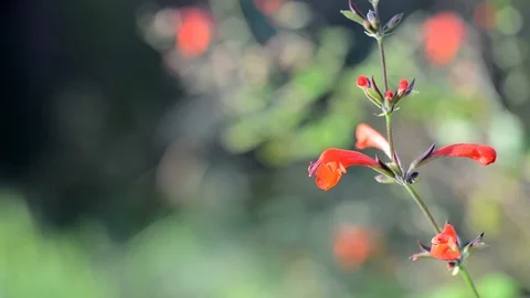 Red WildFlower Close Up Stock Footage 90161653