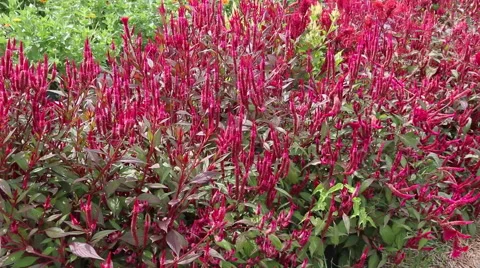 Red Wildflower Garden Video stock 67437522