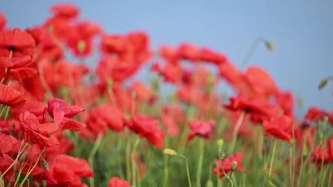 Red wildflowers move gently in sun. Stock Footage 307616347