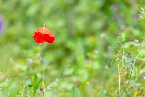 The red wildflowers Stock Photos