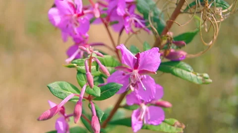 Red wildflowers swaying in the wind Видео 42127690