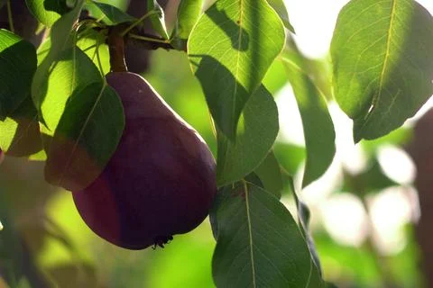 Red Williams Pear Tree. Stock Photos