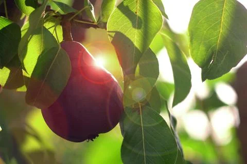 Red Williams Pear Tree. Foto stock
