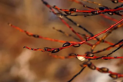 Red willow branches with springtime swollen buds close-up on blurred background Stock Photos