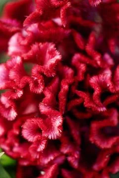 Red winding flower Stock Photos