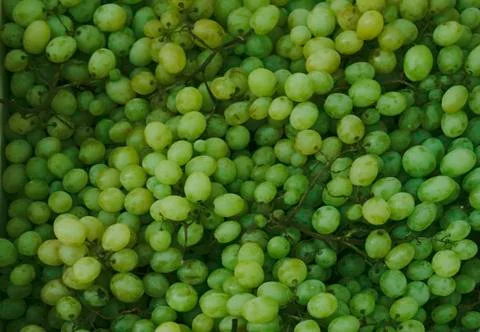 Red wine background dark grapes blue Stock Photos