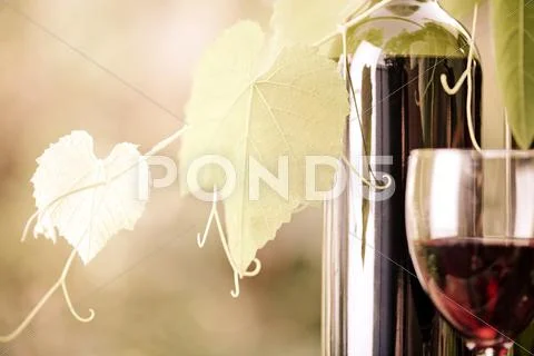 Red wine bottle and vine closeup Stock Photos