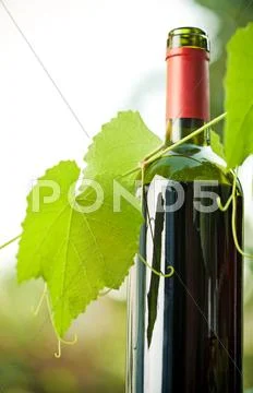 Red wine bottle and vine Stock Photos