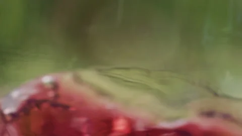 Red Wine in glass close up Stock Footage 159584396