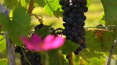 Red wine grape and bee landing on flower Stock Footage 99336719