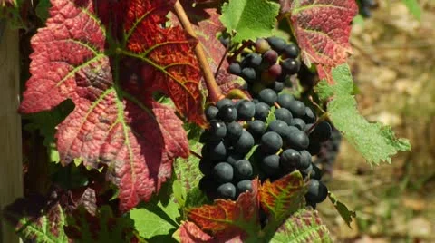 Red wine grape and leave Stock Footage 11300273