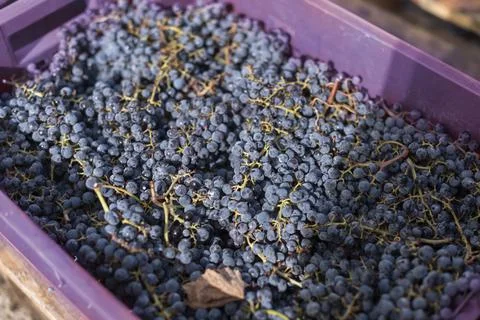 Red wine grape. Blue grapes. Grape vine. Stock Photos