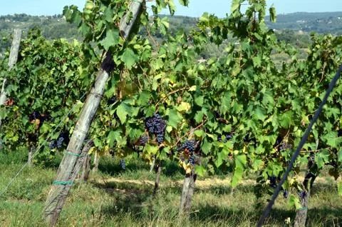 Red wine grape hangs on the grapevine Stock-Fotos