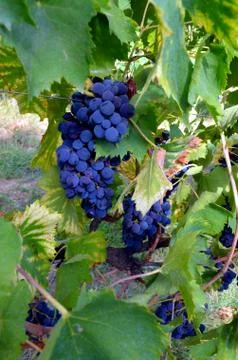 Red wine grape hangs on the grapevine on vertical compostion Stock Photos