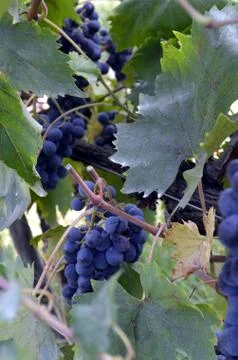 Red wine grape hangs on the grapevine on vertical compostion Stock Photos