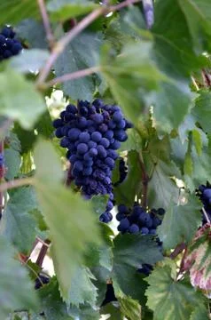 Red wine grape hangs on the grapevine on vertical compostion Stock Photos