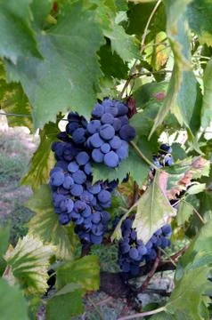 Red wine grape hangs on the grapevine on vertical compostion Foto stock