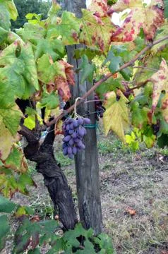 Red wine grape hangs on the grapevine Stock Photos