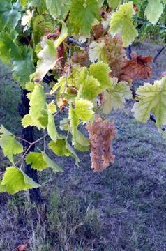 Red wine grape hangs on the grapevine Stock Photos