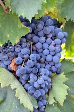 Red wine grape hangs on the grapevine on vertical compostion Stock Photos