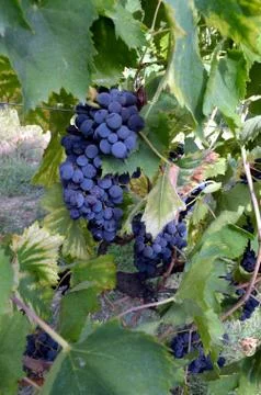 Red wine grape hangs on the grapevine on vertical compostion Stock Photos
