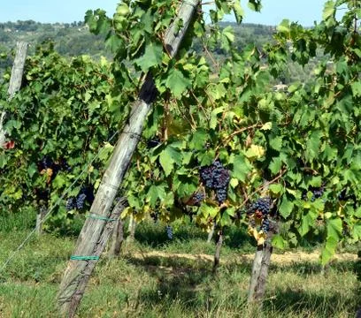 Red wine grape hangs on the grapevine Stock Photos