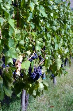 Red wine grape hangs on the grapevine Stock Photos