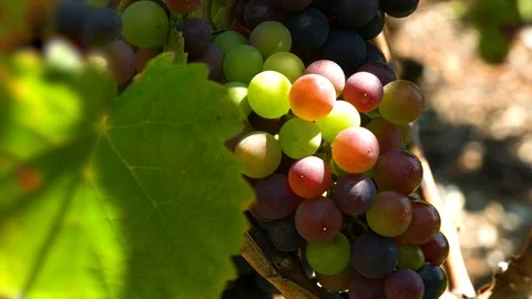 Red wine grape not ripe, close up Stock Footage 99336176