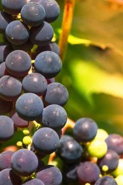 Red wine grape Stock Photos