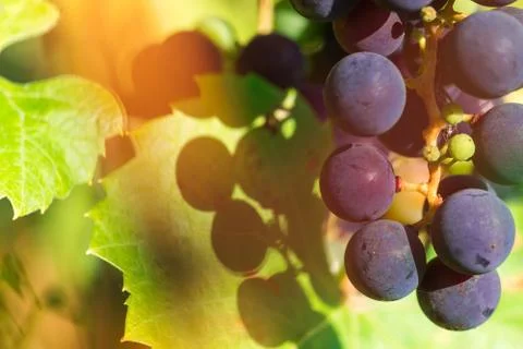 Red wine grape Stock Photos