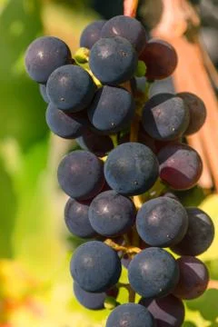 Red wine grape Stock Photos