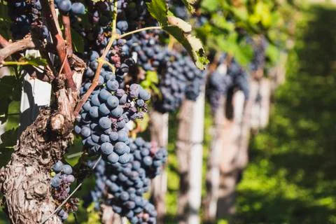 Red wine grape on the vines ready to harvest Stock Photos