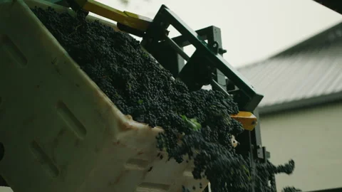 Red wine grapes falling slow motion falling from crate on sorting machine Stock Footage 169569324