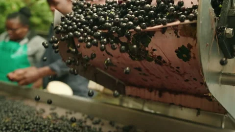 Red wine grapes falling slow motion on sorting machine 2 Stock Footage 169569444